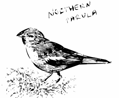 Northern Parula Bird