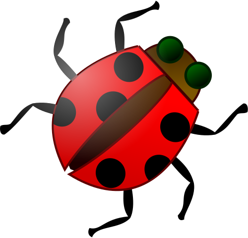 ladybug