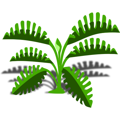 philodendron 02