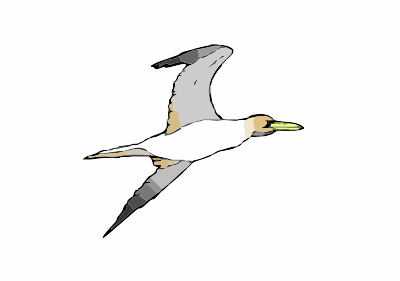 gannet