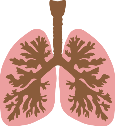 lungs and bronchus