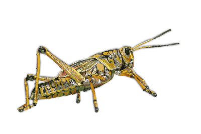 grasshopper 2 isolated