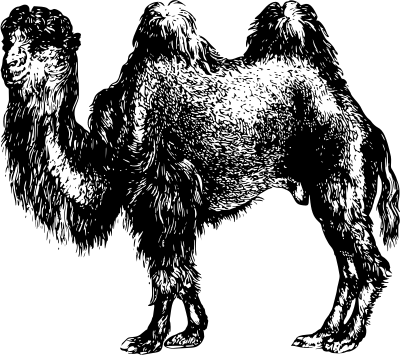 Camel2