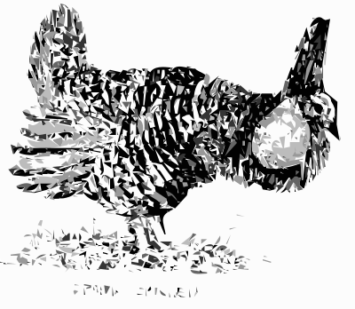 Prairie Chicken Bird