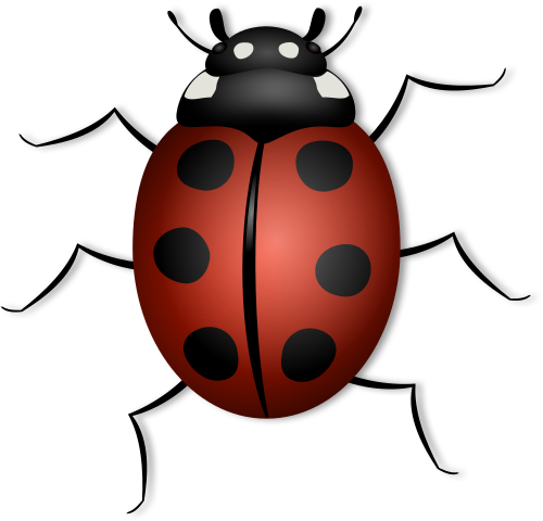 ladybugii