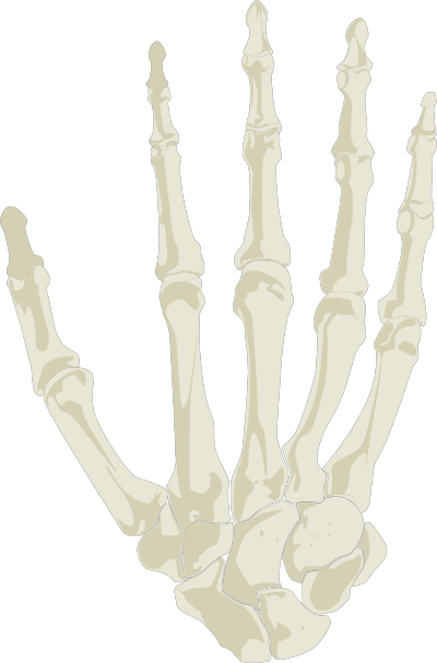 hand skeleton