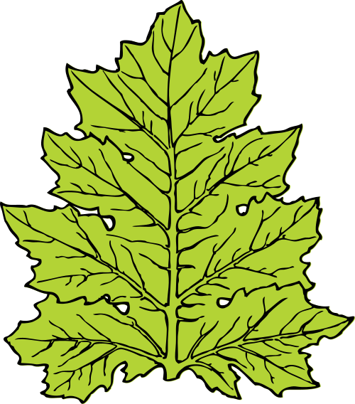 acanthus leaf