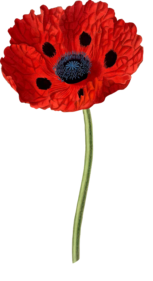 31819_Poppy3.png