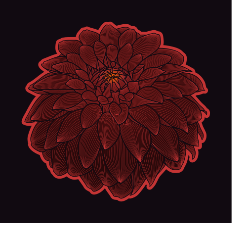 dahlia