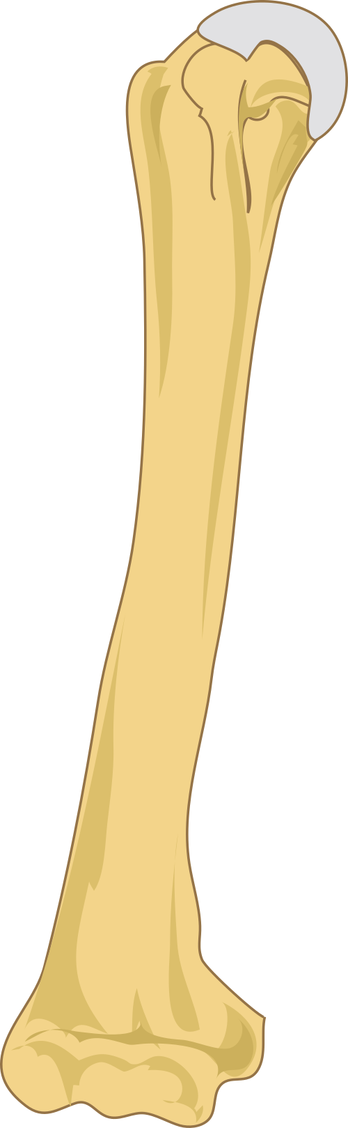 Humerus bone