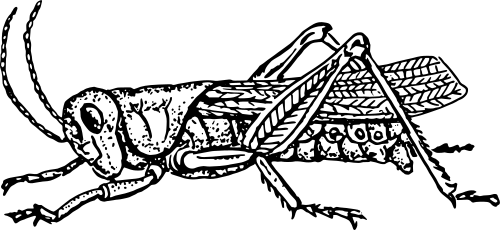 Grasshopper 2