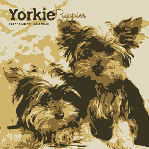 yorkshire terrier 4 colors
