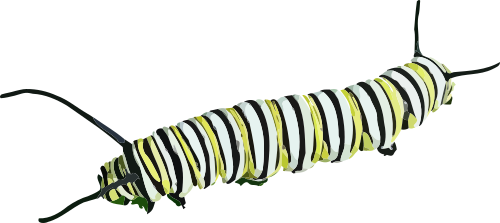 caterpillar