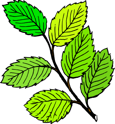 tom Summer Leaves