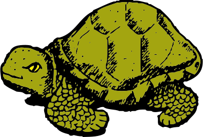 tortoise