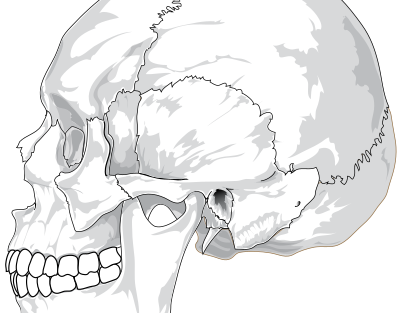 Human skull side view