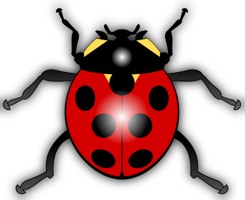 ladybug