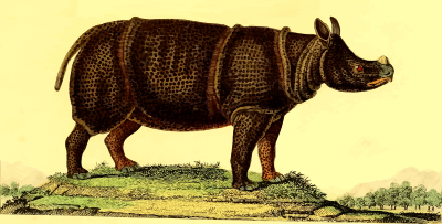 Rhinoceros4