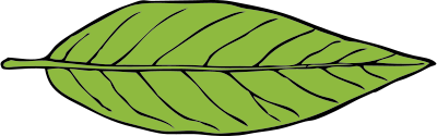 lanceolate leaf 2