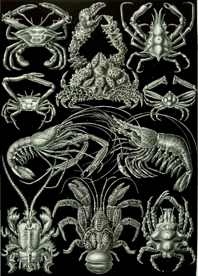 Haeckel Decapoda