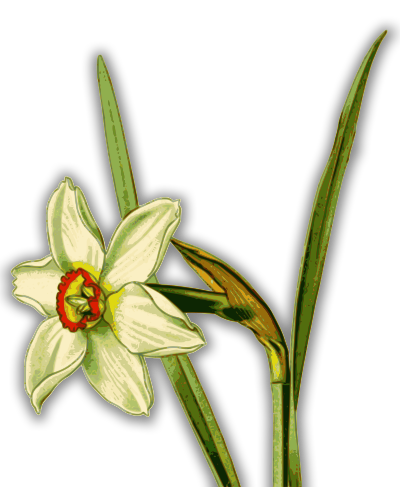 daffodil1885