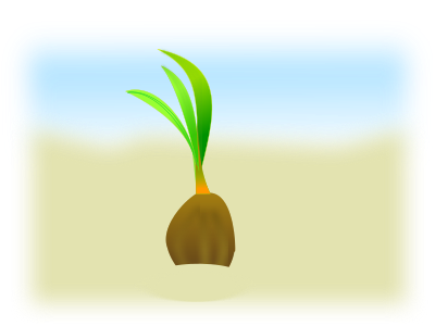 coconut seed