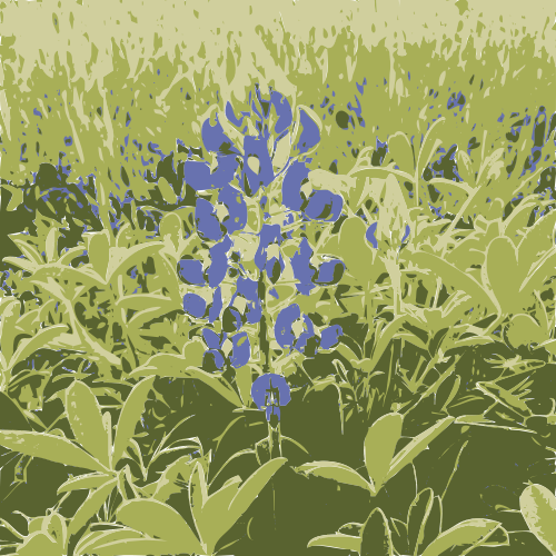 bluebonnet