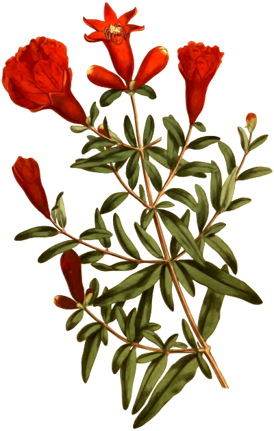 DwarfPomegranateTree
