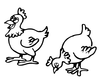 chooks