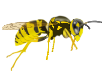 yellow jacket