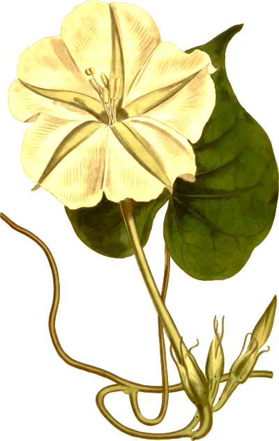 PricklyIpomaea
