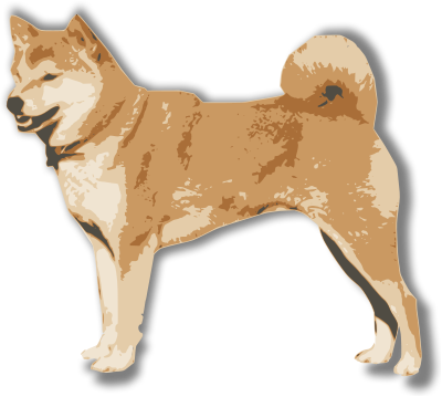 shiba inu isolated