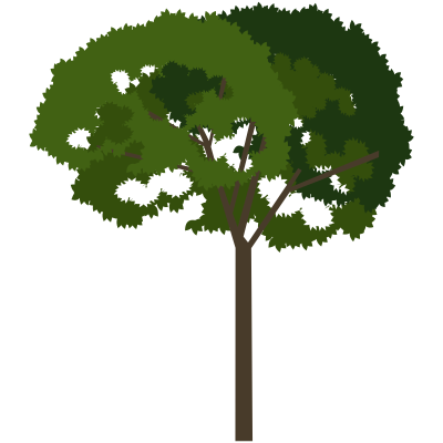 tree 45