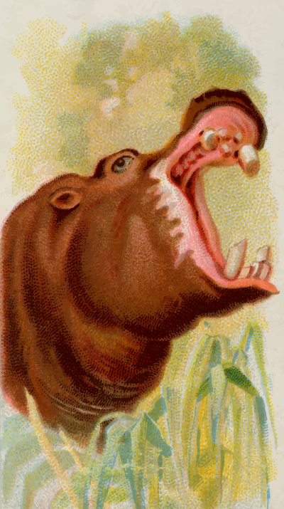 CigCardHippopotamus