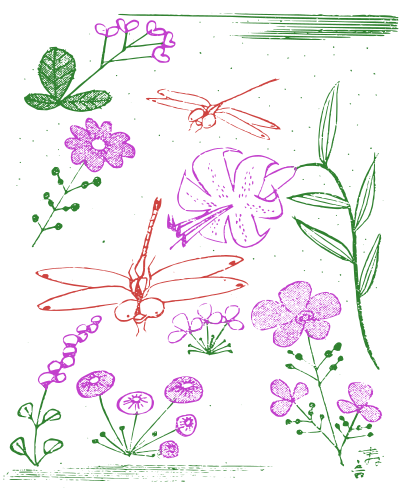 dragonfliesandflowers basiccolor
