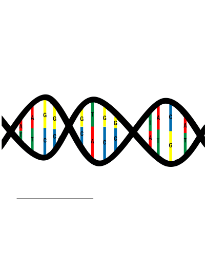 DNA Teilstueck Basen AGTC kpl
