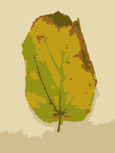 Missouri Fall Tree Leaves 3
