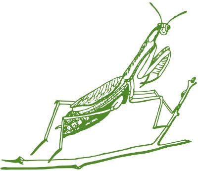 mantis green 1919
