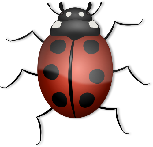 ladybug