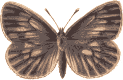 brownbutterfly 1882