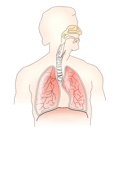 respiratory system 2