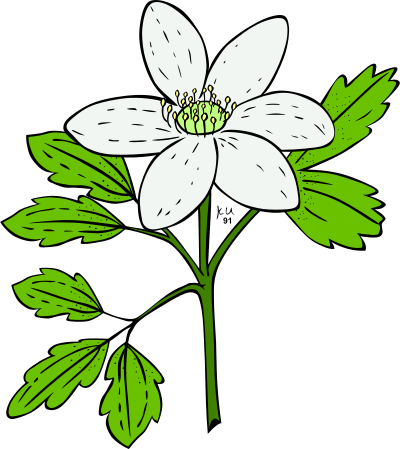 KU anemone piperi