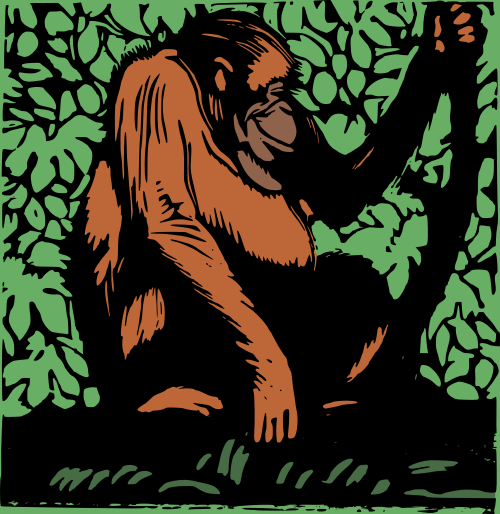 orangutan 4