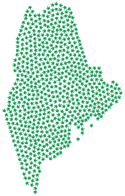 Maine cannabis leaves 1