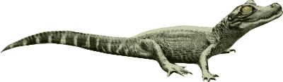 small aligator