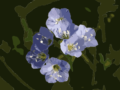 Polemonium reptans 2009 2016122041