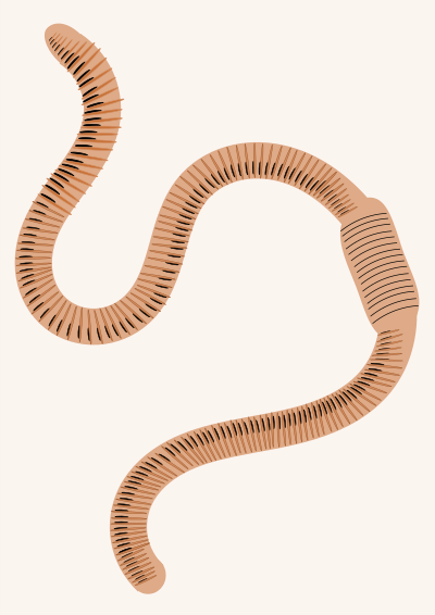 earthworm