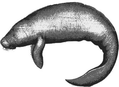 manatee1885
