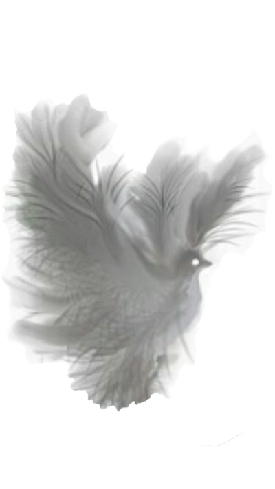 dove fantasy white translucent 