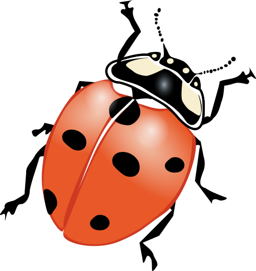 29 ladybug 1
